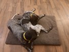 AKAH NaturVital® Luxury Dog Bed thumbnail